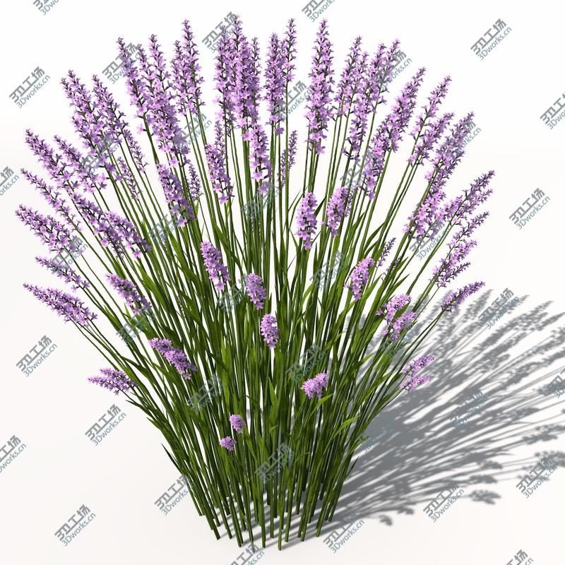 images/goods_img/202104092/XfrogPlants Lavender/2.jpg